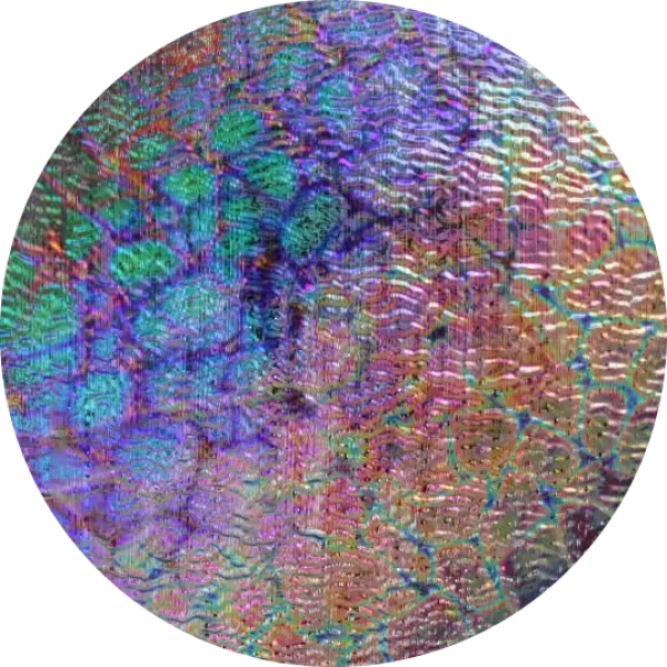 CBS Dichroic Coating Mixture Reptilian Pattern on Clear Fipple Glass COE96