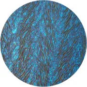 CBS Dichroic Coating Pink/ Teal on Clear Herringbone Ripple Glass COE90