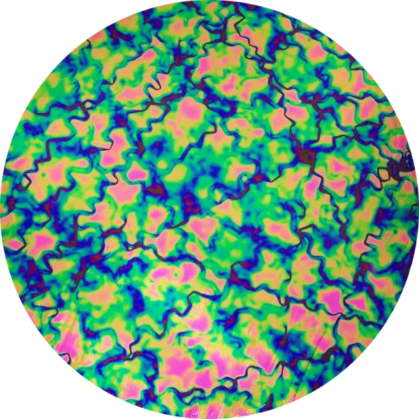 CBS Dichroic Coating Purple Fusion Pattern on Thin Black Glass COE90