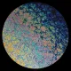 CBS Dichroic Coating Rainbow 2 Fusion Pattern on Wissmach Thin Black Moss Textured Glass COE90