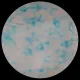 CBS Dichroic Coating Red/ Silver Aurora Borealis Pattern on Thin Black Glass COE90
