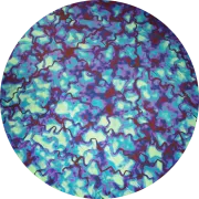 CBS Dichroic Coating Red/ Silver Blue Fusion Pattern on Thin Black  Glass COE96