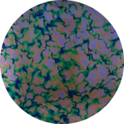 cbs-dichroic-coating-violet-fusion-pattern-on-thin-black-glass-coe90-sku-155186-902x902.png