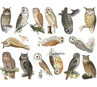 Colorful Owls Decal Sheet