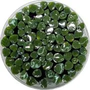 Dark Forest Green Leaves Murrini/ Millefiore Sticks COE90