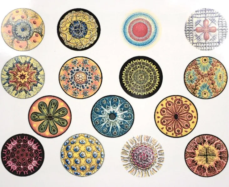 Diatoms Color Decal Sheet