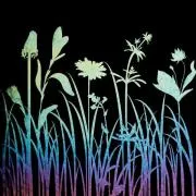 Etched Iridescent Wildflowers Pattern COE90