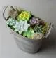Small Succulent Casting Mold