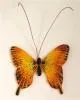 Swallowtail Butterfly Casting Mold