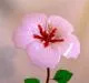 Large Hump with Drop Flower Mold