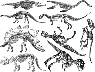 Dinosaur Skeltons Decal Sheet