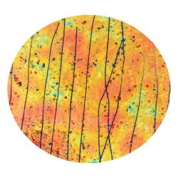 CBS Dichroic Coating Cyan/ Dark Dark Red Aurora Borealis Pattern on Bullseye Yellow, Blue & Red Frit with Blue Streamers Glass COE90
