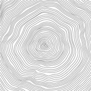 Etched Growth Rings Pattern