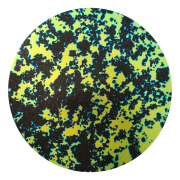 CBS Dichroic Coating Blue/ Gold Splatter Pattern on Thin Black Glass COE90