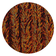 cbs-dichroic-coating-candy-apple-red-on-clear-herringbone-ripple-glass-coe90-sku-175638-600x600.png