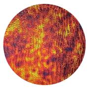 CBS Dichroic Coating Black Cherry Aurora Borealis Pattern on Oceanside Clear Corteza Texture Glass COE96