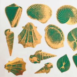 Colored Seashells Decal Sheet