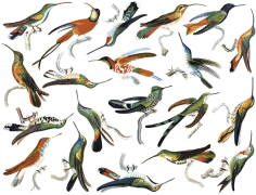 Colorful Hummingbirds Decal Sheet