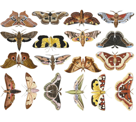 Colorful Moths Decal Sheet