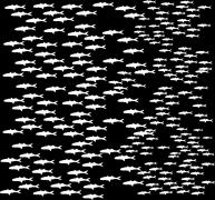 Etched School of Fish Pattern