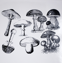Mushrooms Decal Sheet