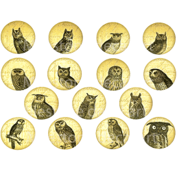 Owl Circles Color Decal Sheet