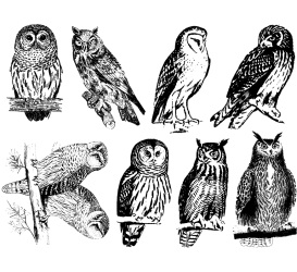 Owls Decals Sheet