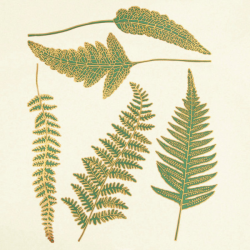 Two Color Ferns Decal Sheet