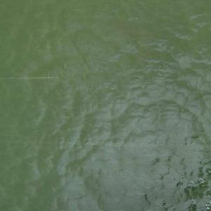 Wissmach Glass Asparagus Mystic Texture, 3mm, Non-Fusible