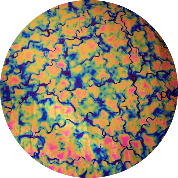 CBS Dichroic Coating Green/ Pink Fusion Pattern on Thin Black Glass COE90