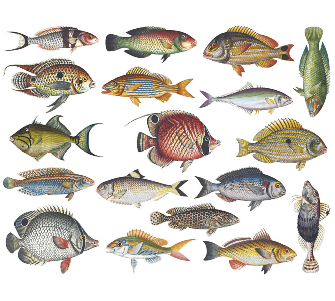 Colorful Fish Decal Sheet