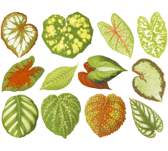 Colorful Leaves Decal Sheet