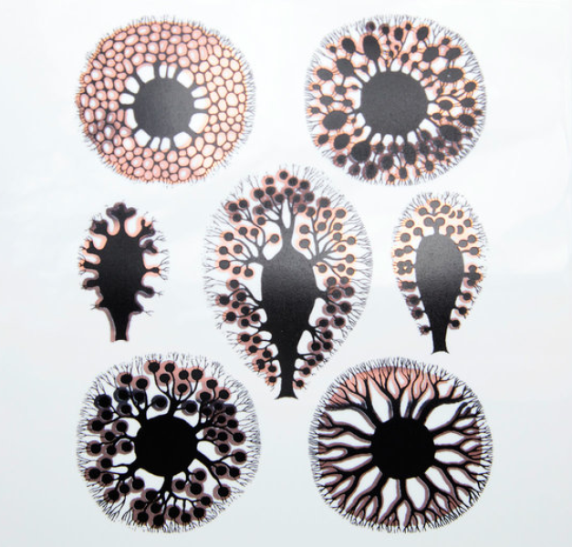 Copper and Black Sea Anemone Decals Sheet