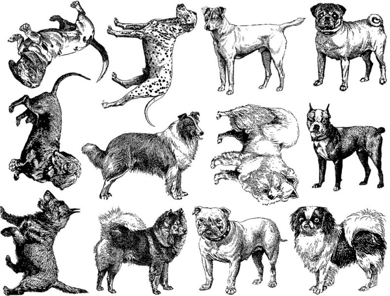 Dog Breed Decal Sheet