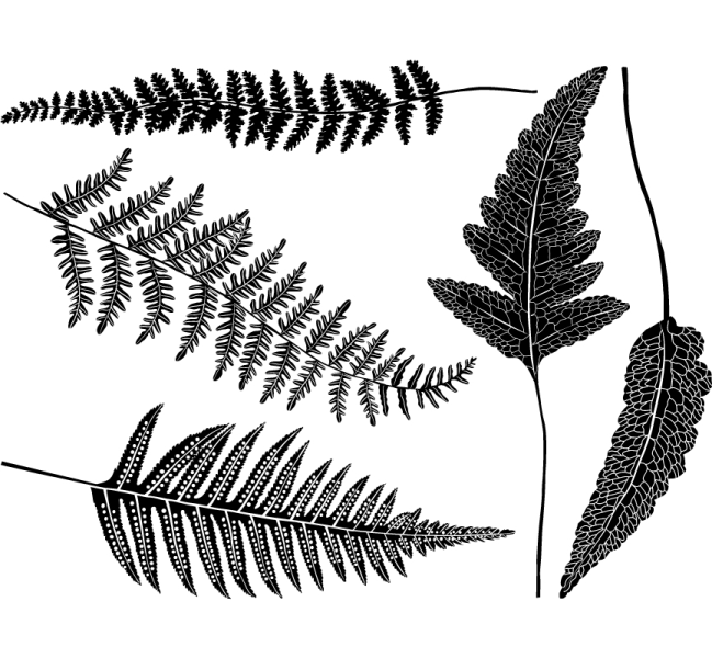 Ferns Decal Sheet