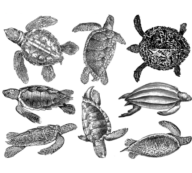 Sea Turtles Decal Sheet