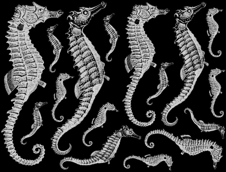 Seahorses Decal Sheet