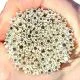 Snow Blossom Flowers Murrini/ Millefiore Sticks COE90