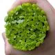 Spring Green Leaves Murrini/ Millefiore Sticks COE90