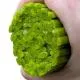 Spring Green Leaves Murrini/ Millefiore Sticks COE90
