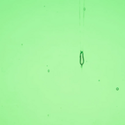 wissmach-glass-garden-green-transparent-3mm-coe96-sku-157338-1024x1024.png