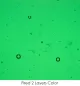Wissmach Glass Garden Green Transparent, 3mm COE96
