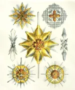 Yellow Sea Creature Decal Sheet