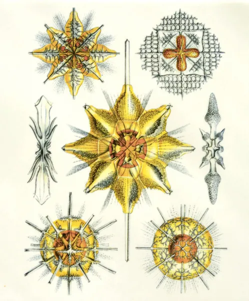 Yellow Sea Creature Decal Sheet